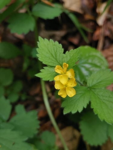 Image of Bastard Agrimony (Agrimonia agrimonoides) by (c) Ljaž, some rights reserved (CC BY)