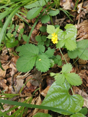 Image of Bastard Agrimony (Agrimonia agrimonoides) by (c) Ljaž, some rights reserved (CC BY)