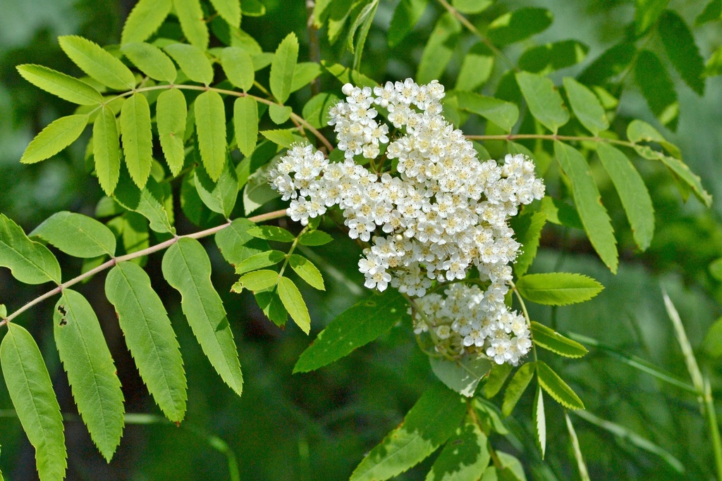 European Mountain Ash From 250 82 Tuklaty Esko On May 20 2023 At 11   Large 