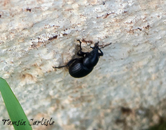 Psallidium
