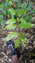 Alectryon excelsus excelsus