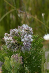 Paranomus abrotanifolius