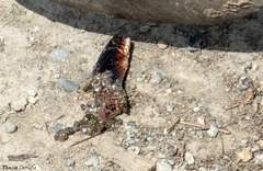 Dolichophis jugularis