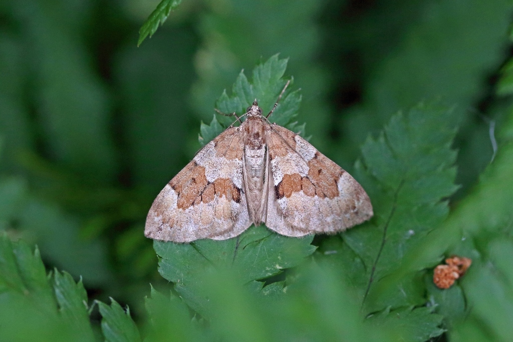 Thera obeliscata pseudovariata