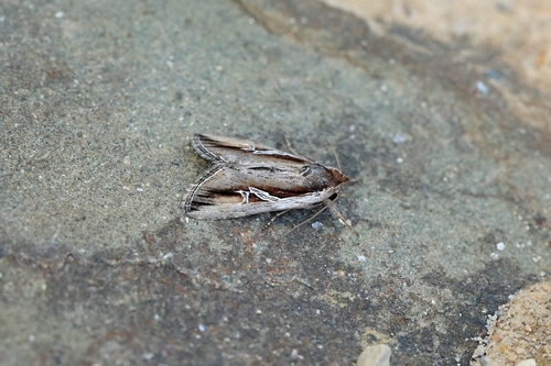 Cléophane du Chèvrefeuille (La)