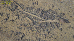 Semisulcospira libertina