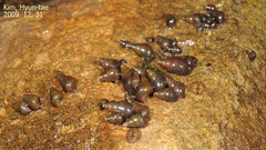 Semisulcospira libertina