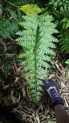 Asplenium bulbiferum