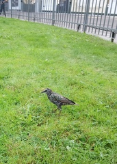 Sturnus vulgaris