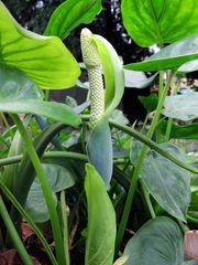 Alocasia cucullata