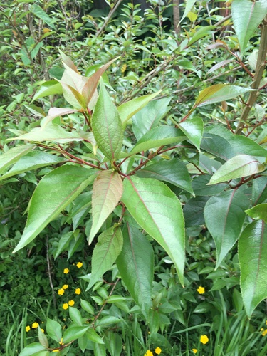Image of Populus yunnanensis by no rights reserved