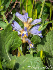 Phelipanche aegyptiaca