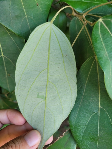 Softball Leaf (Abuta candollei)