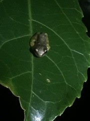 Centrolenidae