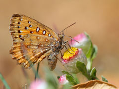 Aloeides damarensis