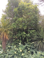 Melicytus ramiflorus ramiflorus