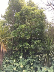 Melicytus ramiflorus ramiflorus