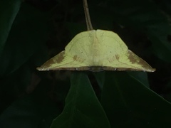 Simopteryx torquataria