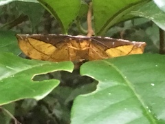 Simopteryx torquataria