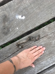 Iguanidae