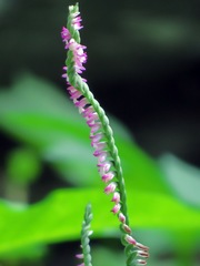 Spiranthes sinensis