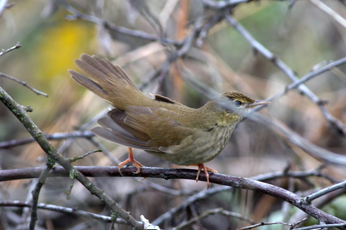 River Warbler (Locustella fluviatilis), photo 7