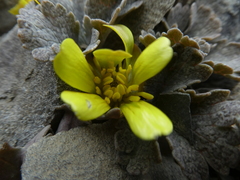 Ranunculus crithmifolius