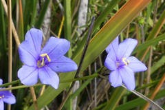 Aristea palustris