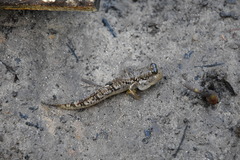 Periophthalmus chrysospilos