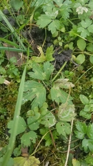 Ranunculus repens