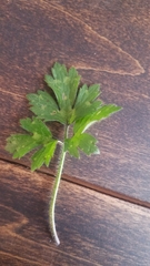 Ranunculus repens