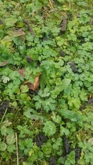 Ranunculus repens