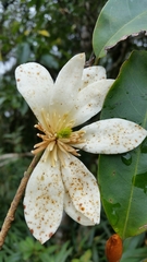 Magnoliaceae