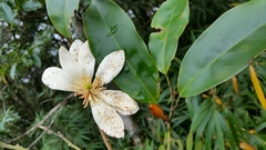 Magnoliaceae