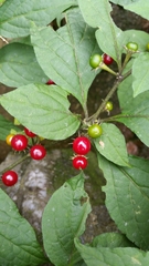 Lycianthes