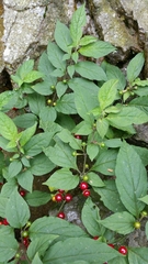 Lycianthes