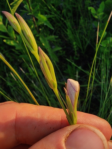 Image of Justicia crassifolia by (c) Scott Allen Davis, some rights reserved (CC BY)