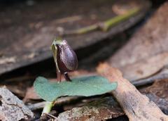 Corybas unguiculatus