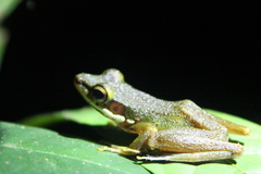 Chalcorana raniceps