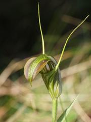 Pterostylis grandiflora