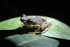 Chalcorana raniceps