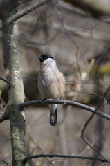 Pyrrhula pyrrhula cineracea