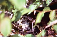 Vipera ammodytes