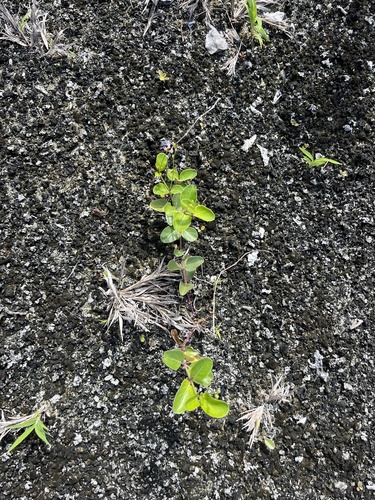 Boerhavia tetrandra observed 2023-05-16