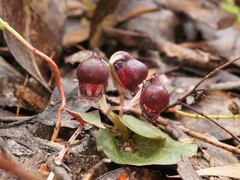 Corybas unguiculatus
