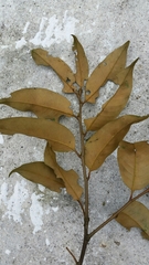 Castanopsis chinensis