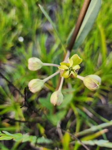 Image of Asclepias connivens by (c) Scott Allen Davis, some rights reserved (CC BY)