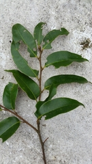 Castanopsis chinensis