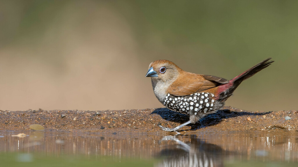 Pink-Throated Twinspot