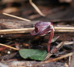 Corybas unguiculatus